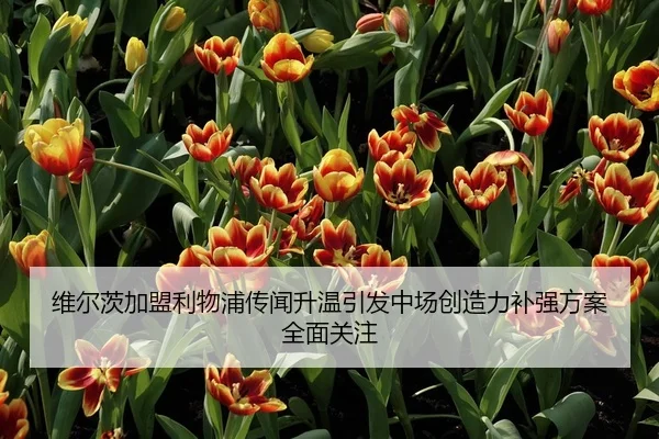 维尔茨加盟利物浦传闻升温引发中场创造力补强方案全面关注